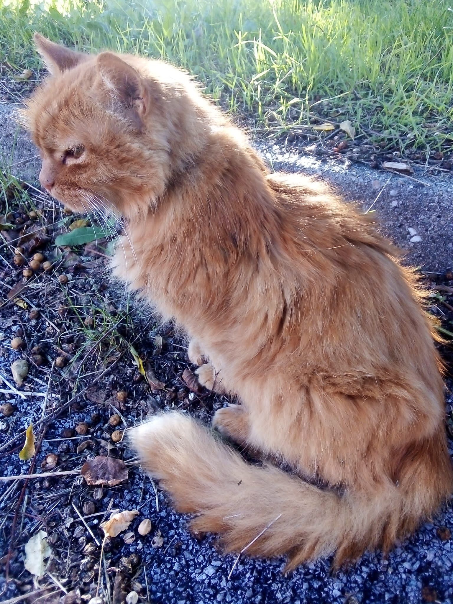 Sissi